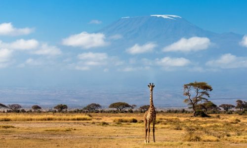 tanzania kenya safari