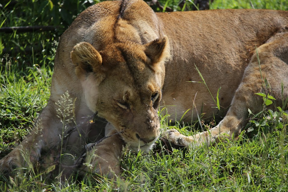 big cats in Masai Mara